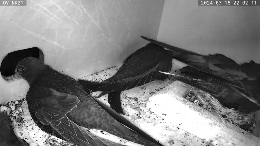 der erste Jungvogel fliegt aus